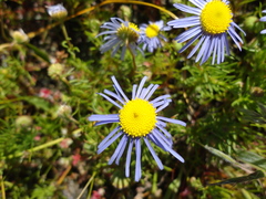 Felicia tenella