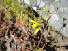 Albuca sabulosa