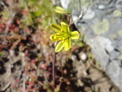 Albuca sabulosa