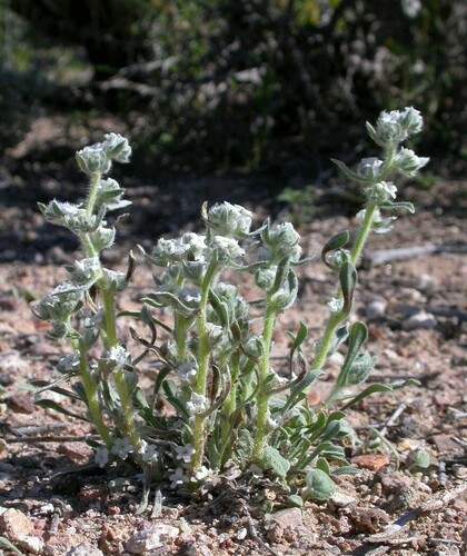 Welsh's cryptantha (Oreocarya welshii)