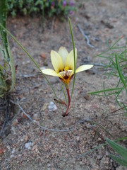 Romulea montana