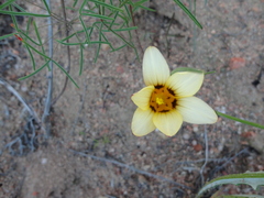 Romulea montana
