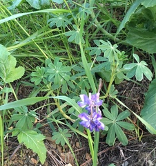 Lupinus succulentus