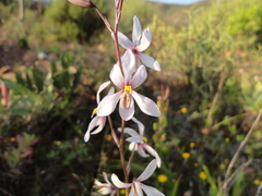 Cyanella orchidiformis