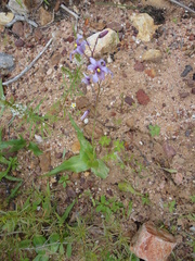 Cyanella orchidiformis
