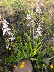 Cyanella orchidiformis