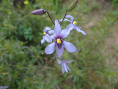Cyanella orchidiformis