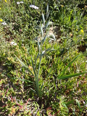 Gladiolus orchidiflorus
