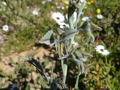 Gladiolus orchidiflorus