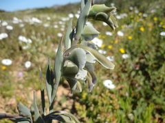 Gladiolus orchidiflorus