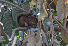 Sciurus deppei