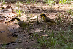 Lichenostomus melanops