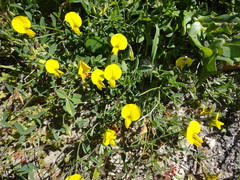 Crotalaria excisa