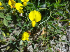 Crotalaria excisa