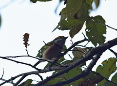 Vireolanius melitophrys