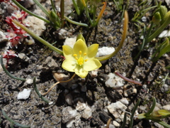 Ornithogalum rupestre