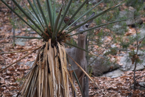 Image of Yucca madrensis by (c) William Harmon, some rights reserved (CC BY)