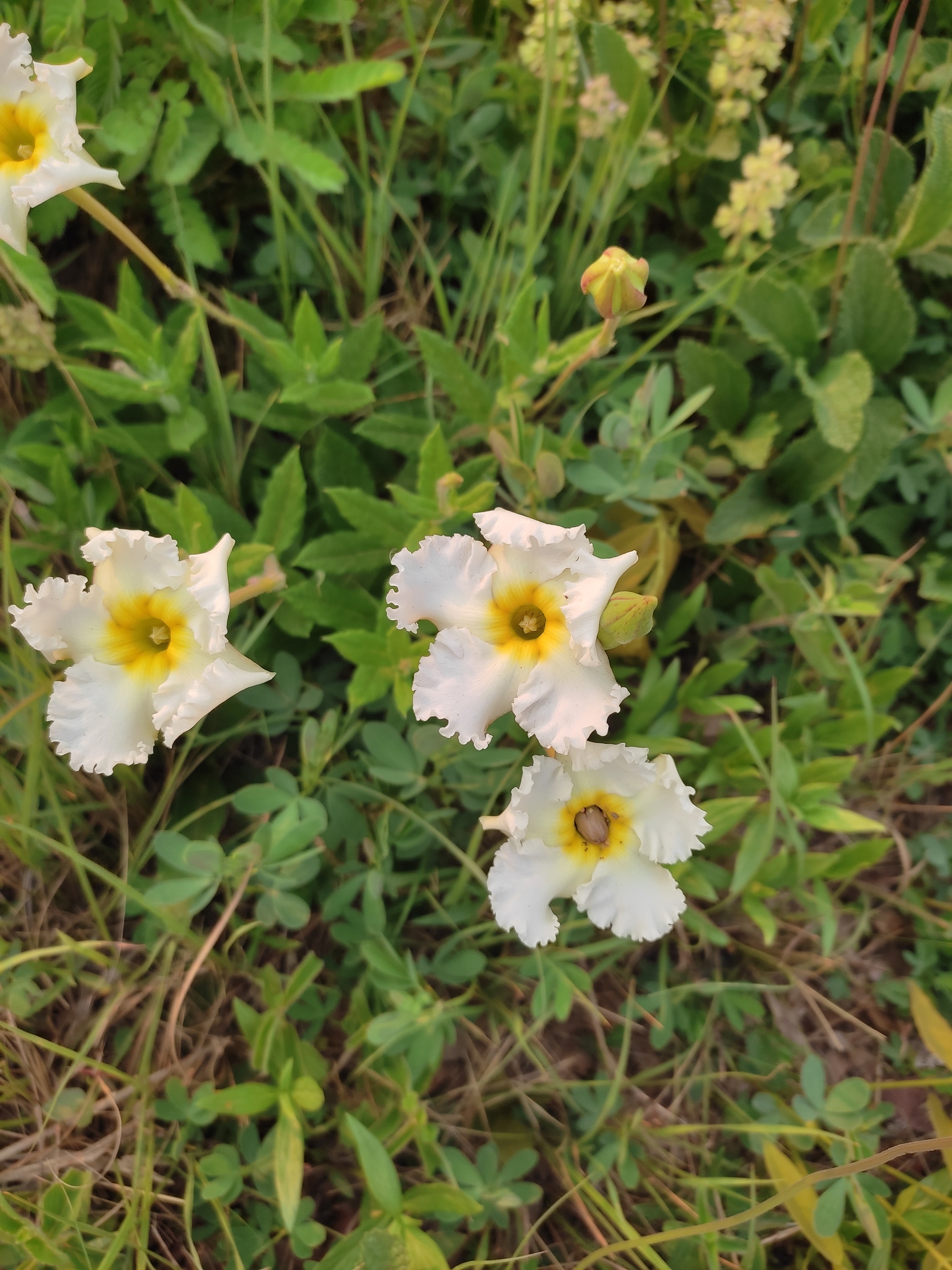 Mandevilla longiflora