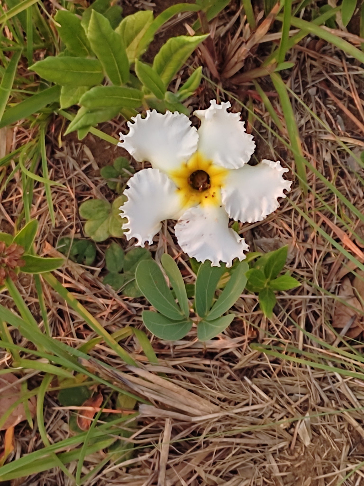 Mandevilla longiflora
