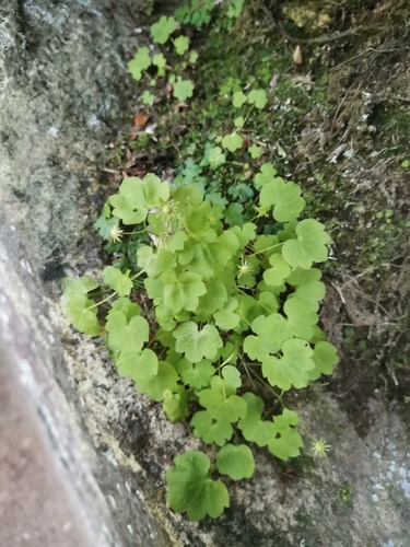 Paradoxical Saxifrage (Saxifraga paradoxa)