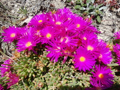 Lampranthus vernalis