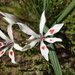 Babiana tubiflora - Photo (c) JP, algunos derechos reservados (CC BY-NC), subido por JP