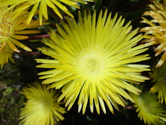 Cheiridopsis rostrata