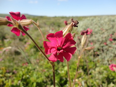 Silene ornata