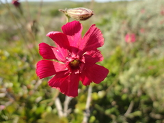 Silene ornata
