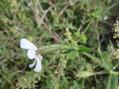 Silene ornata