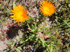 Lampranthus aureus