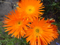 Lampranthus aureus