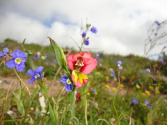 Gladiolus speciosus