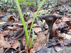 Craterellus fallax image