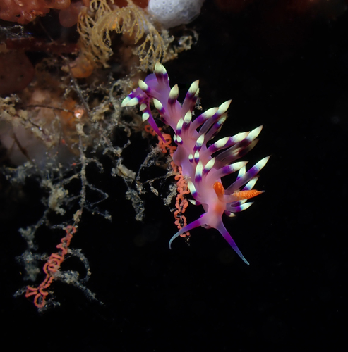 Desirable Flabellina