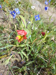 Gladiolus speciosus