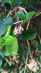 Viburnum suspensum