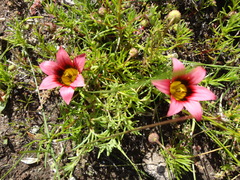 Romulea eximia