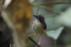 Pellorneum malaccense