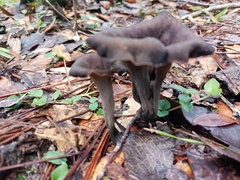 Craterellus fallax image