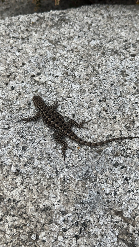iNaturalist observation photo of Western Fence Lizard