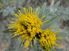 Leucospermum rodolentum