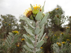 Leucospermum rodolentum