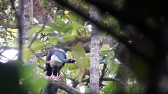 Oreophasis derbianus