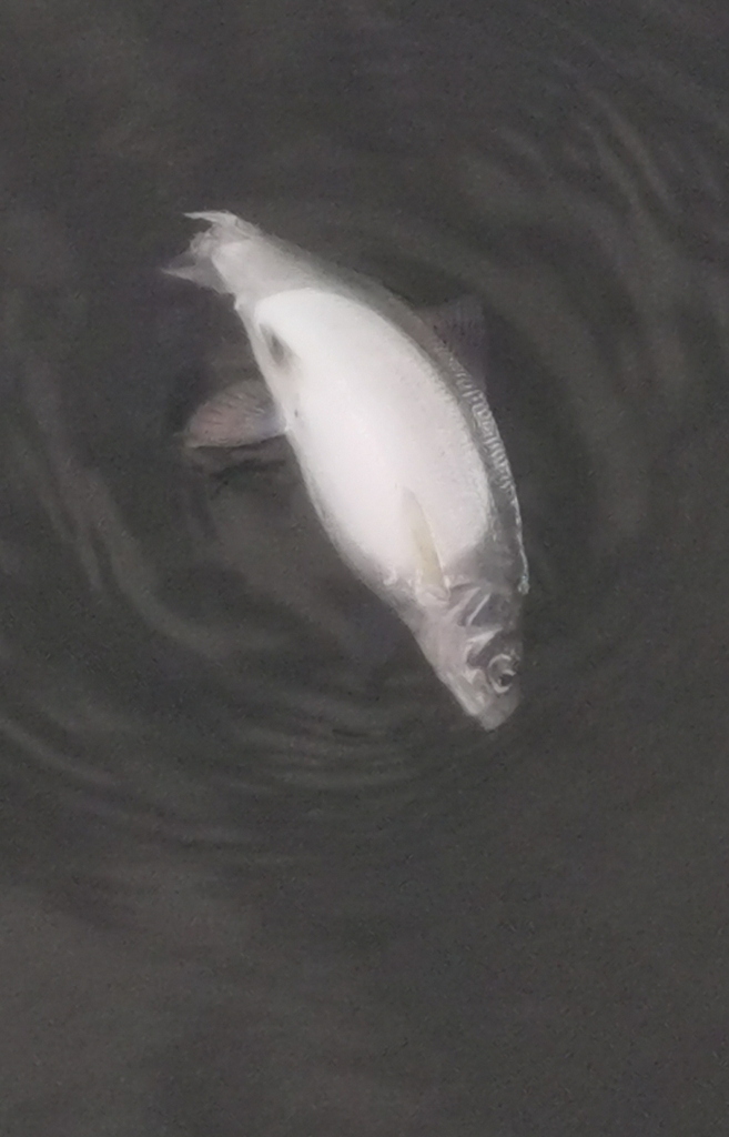 Atter Whitefish