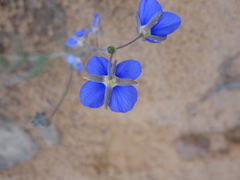 Heliophila digitata