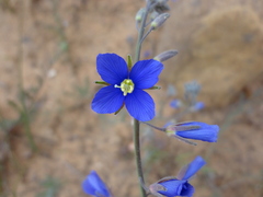 Heliophila digitata