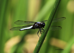 Libellula foliata