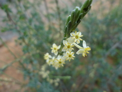 Struthiola leptantha