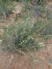 Struthiola leptantha